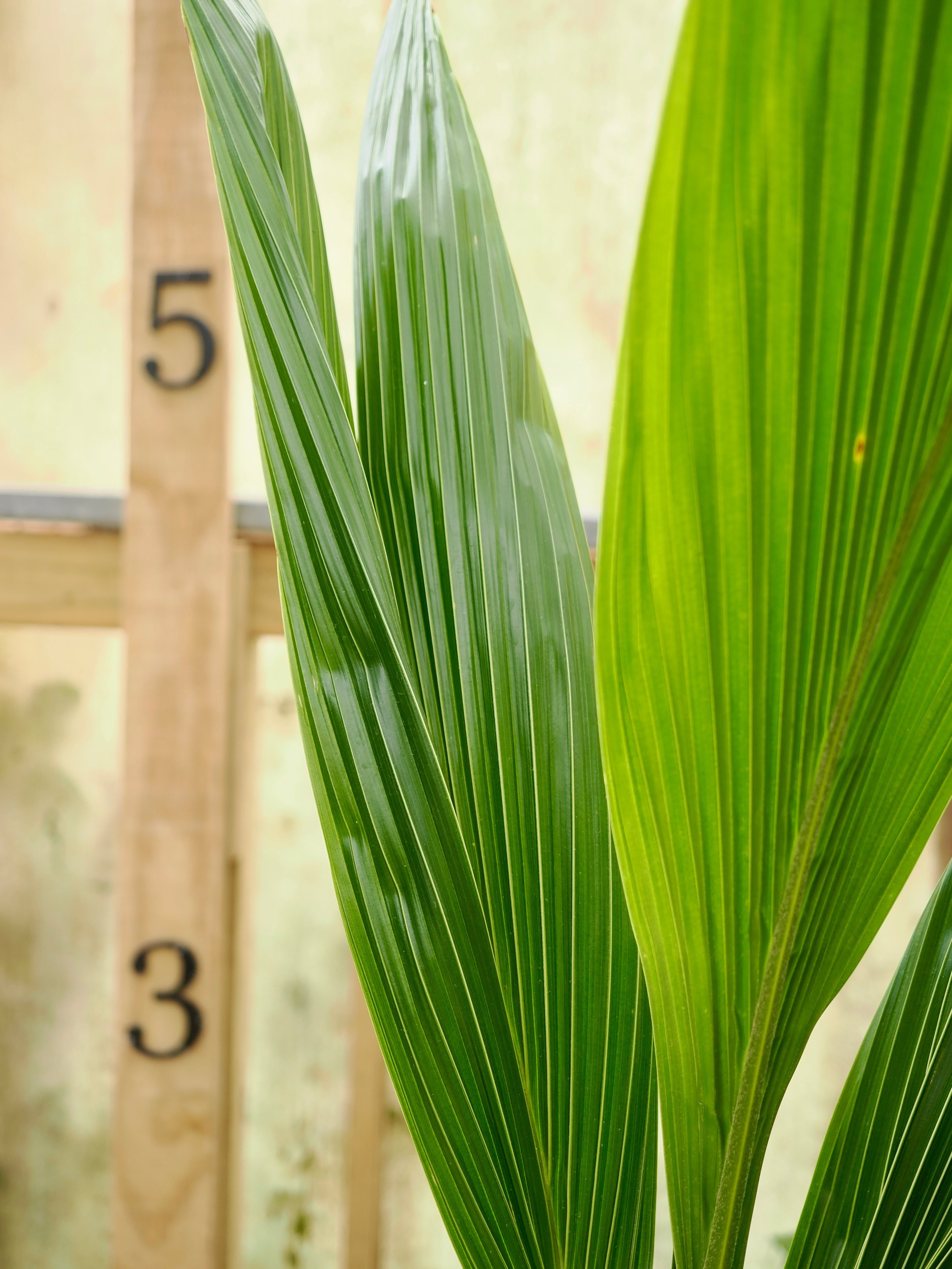 Large Coconut Palm