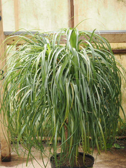 Full Size Ponytail Palm