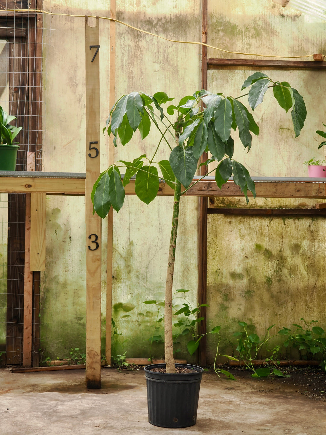 Full Size Schefflera &