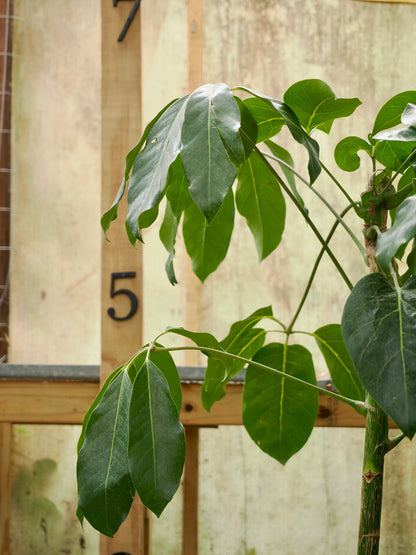 Full Size Schefflera &