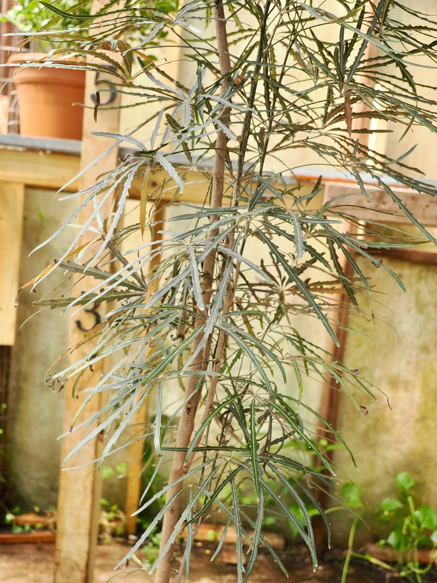 Full Size False Aralia