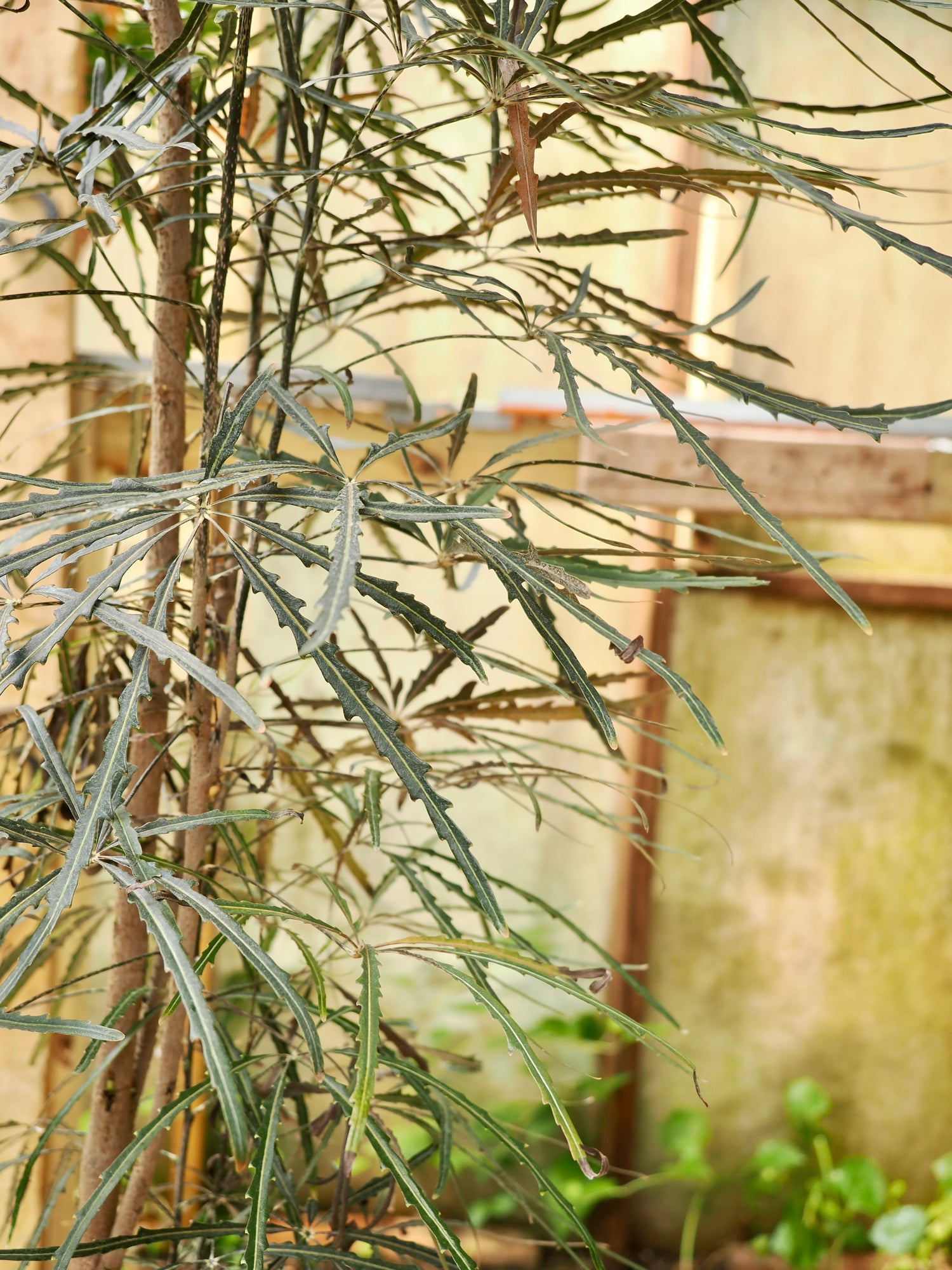 Full Size False Aralia