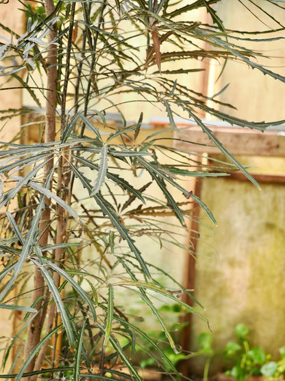 Full Size False Aralia
