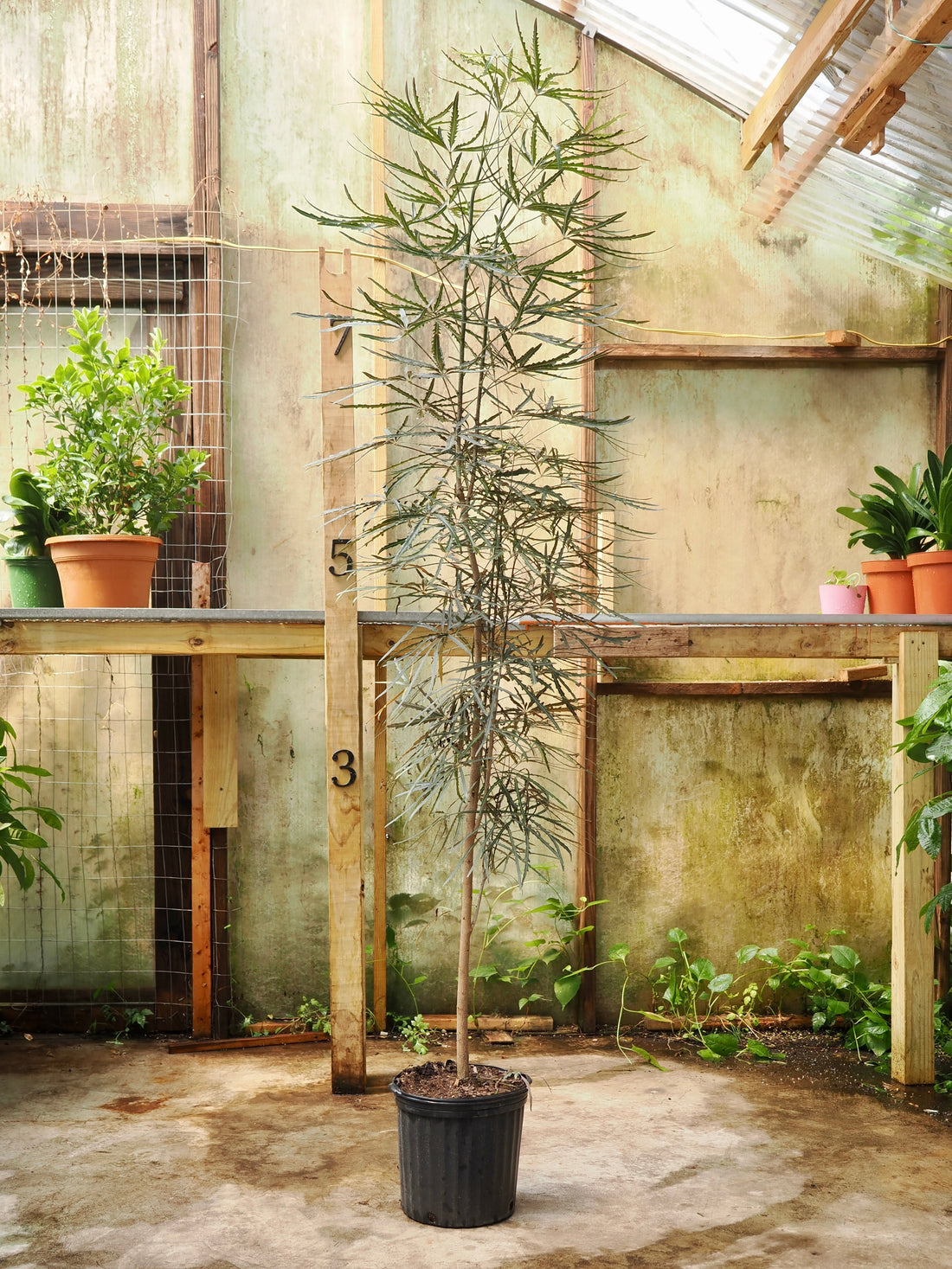 Full Size False Aralia