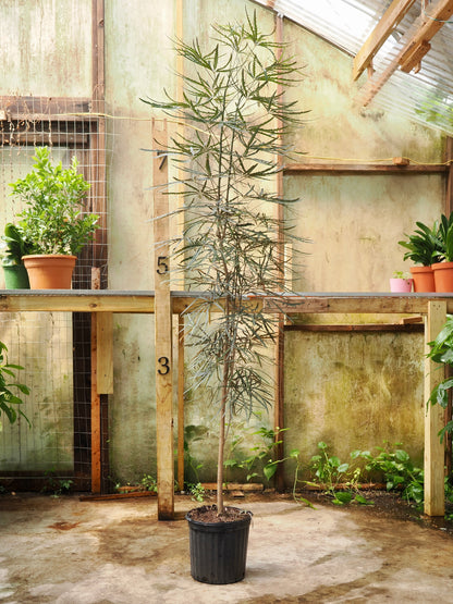 Full Size False Aralia
