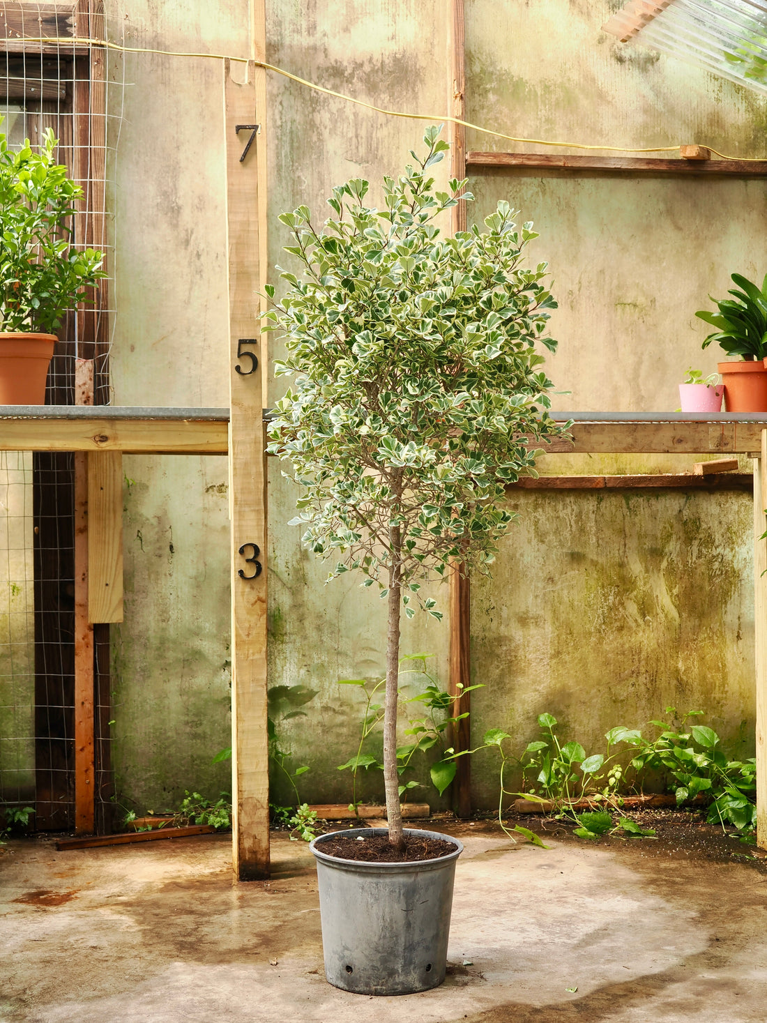 Variegated Ficus triangularis