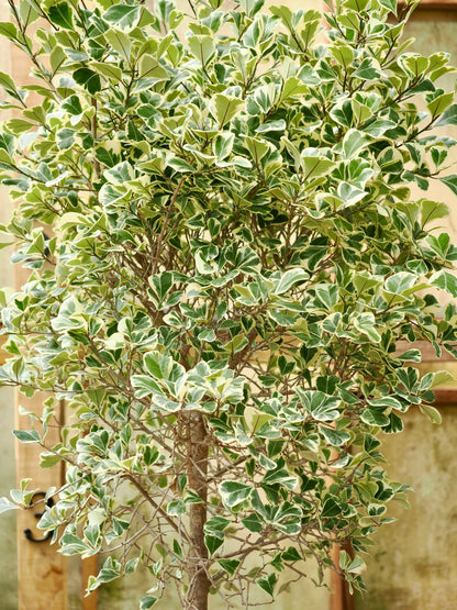 Variegated Ficus triangularis