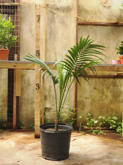 Full Size Kentia Palm