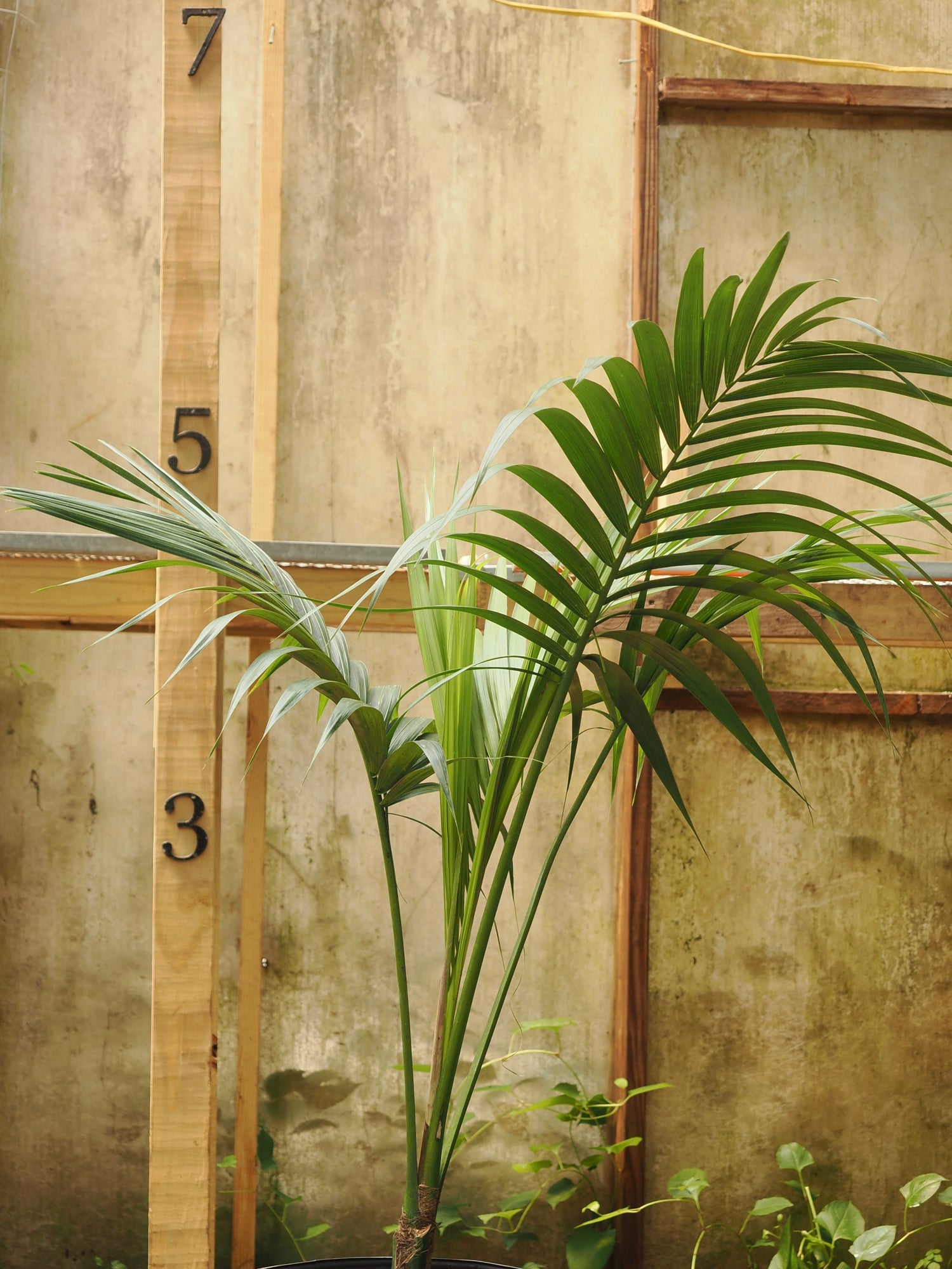 Full Size Kentia Palm