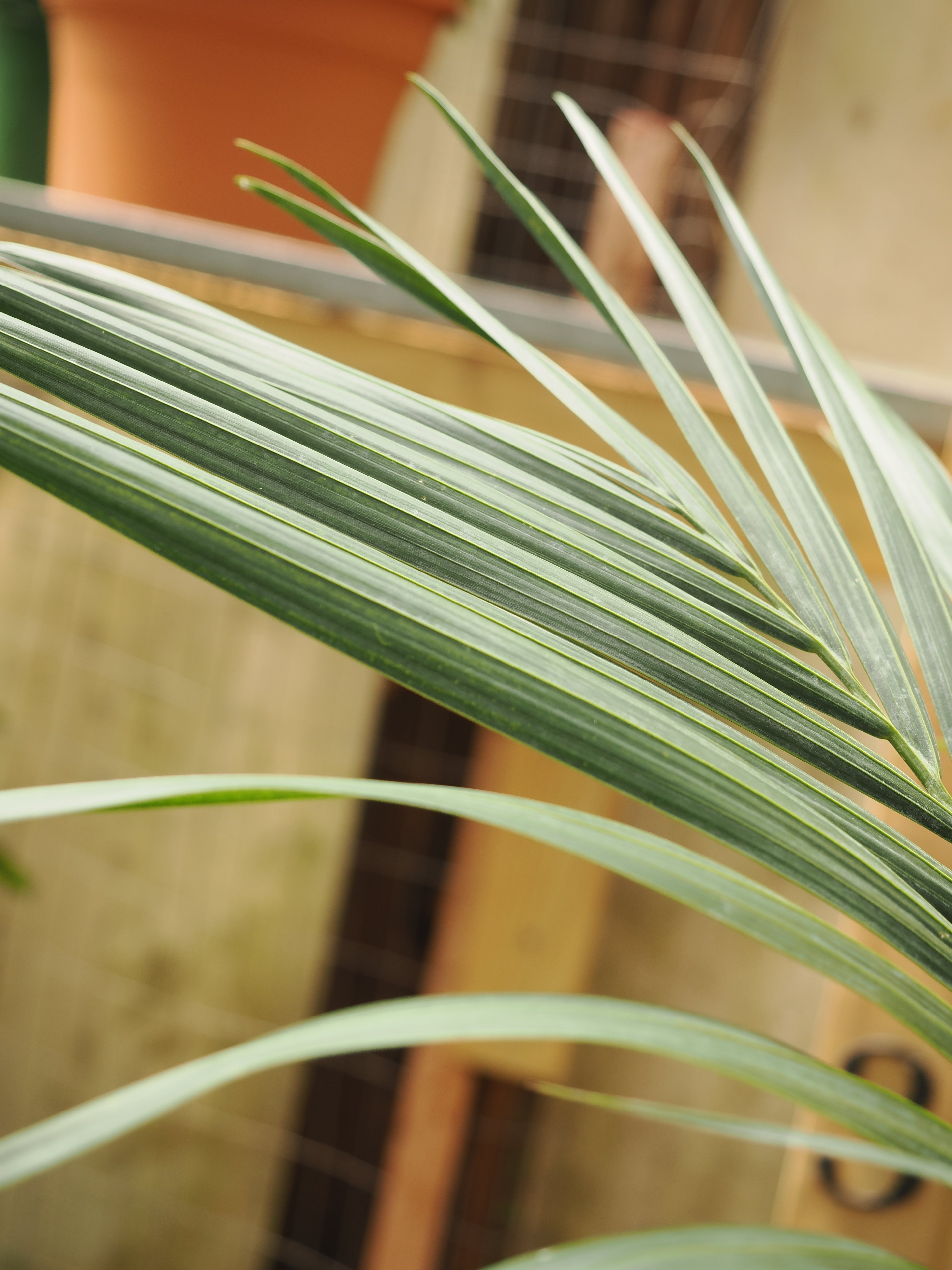 Full Size Kentia Palm