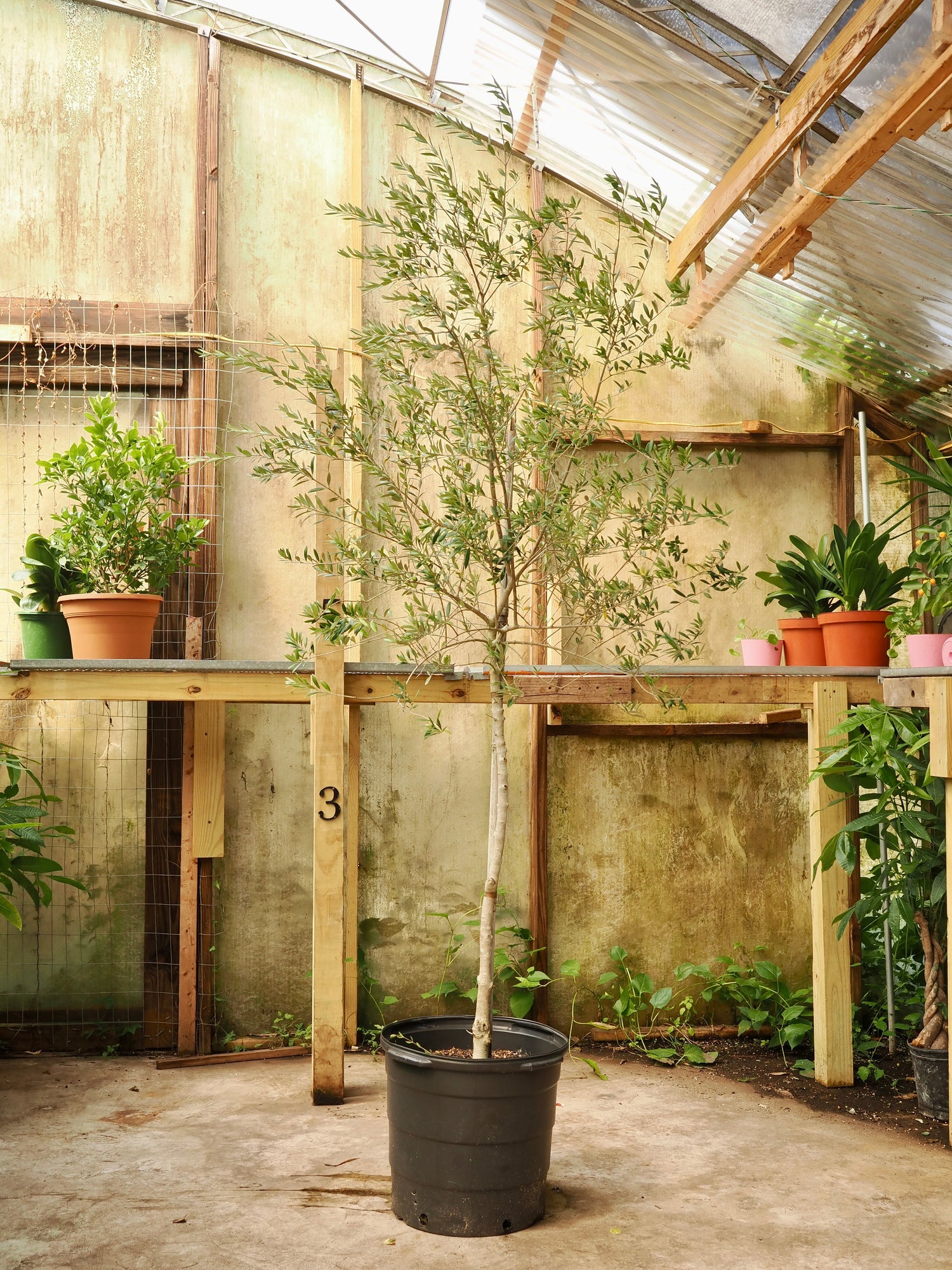 Huge Olive Tree
