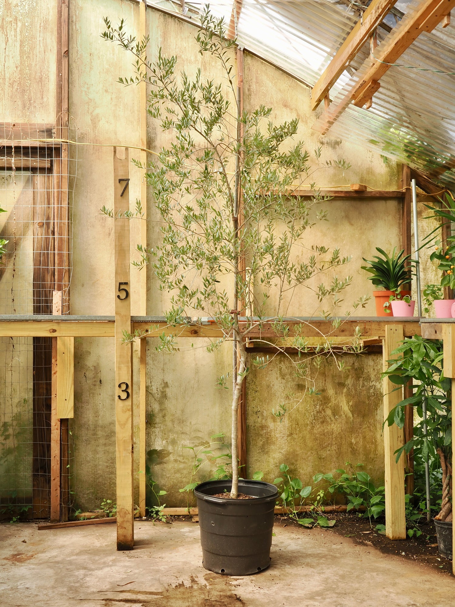 Huge Olive Tree