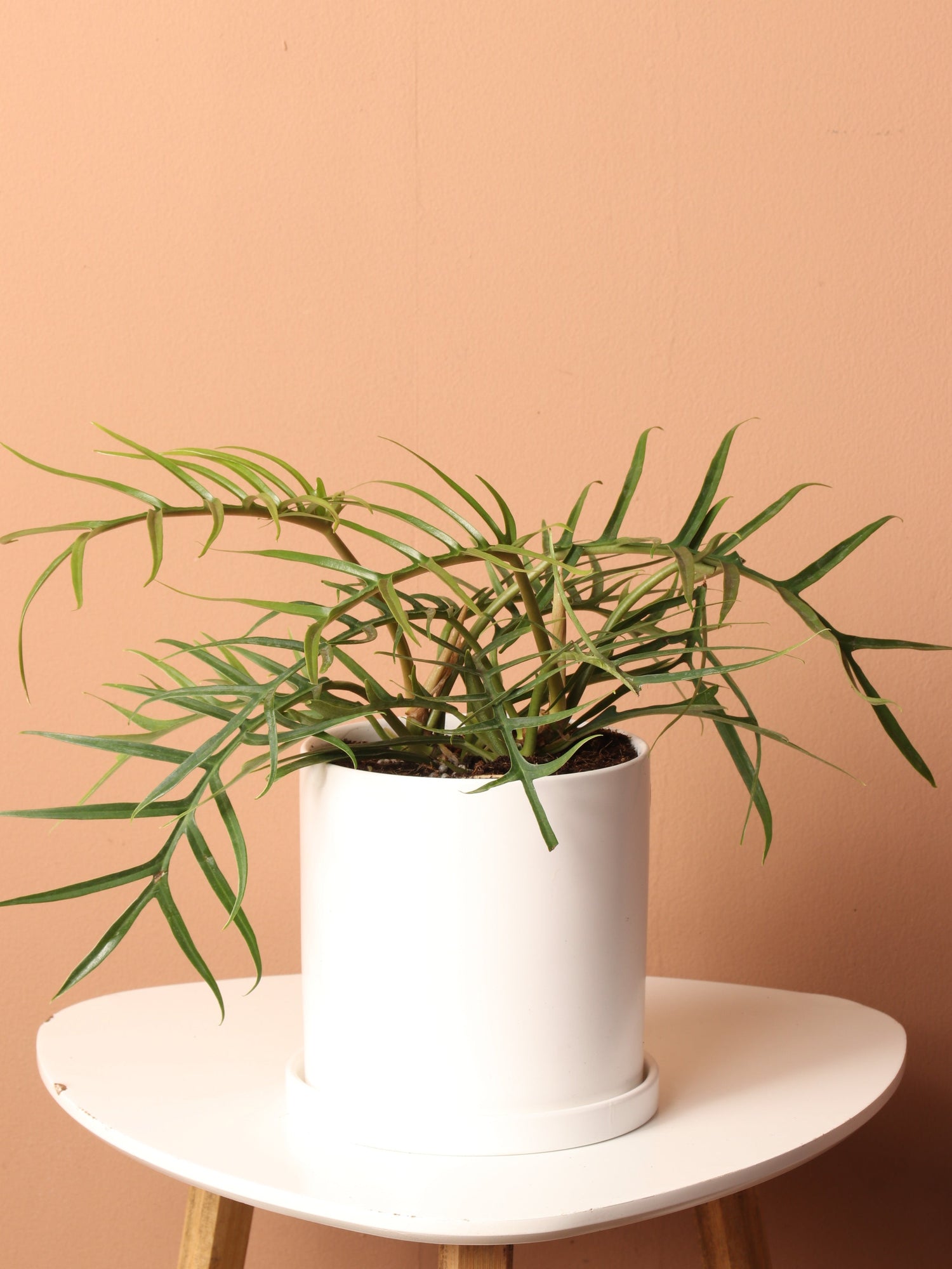 Medium Philodendron &