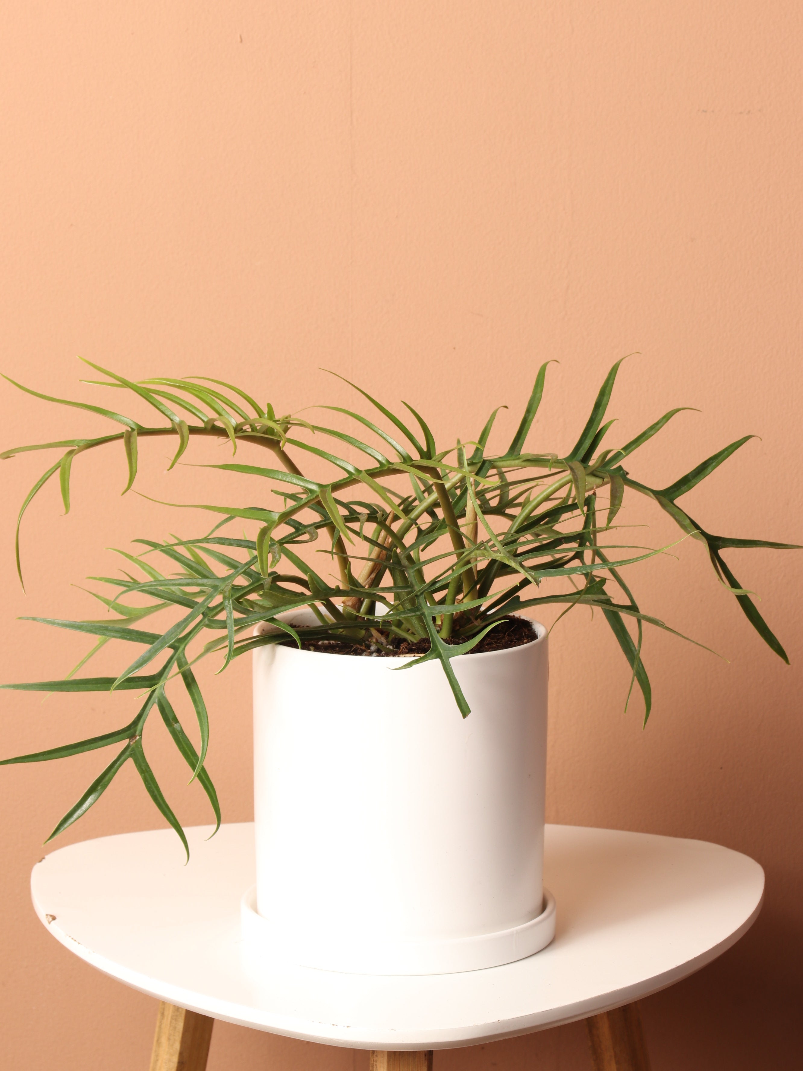 Medium Philodendron &