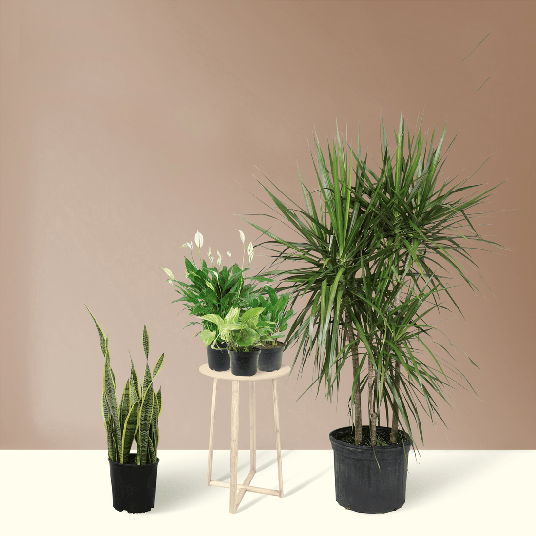 Productivity Booster Jungle Pack
