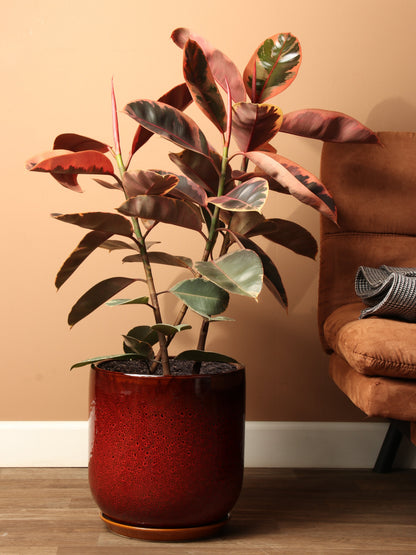 Large Ruby Rubber Tree (Ficus Elastica Ruby)