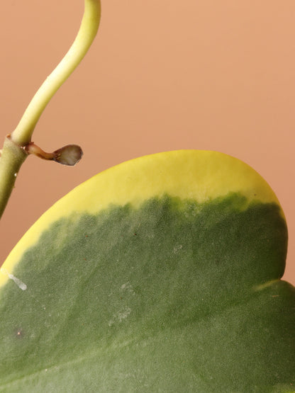 Hanging Variegated Hoya Heart (Kerrii)