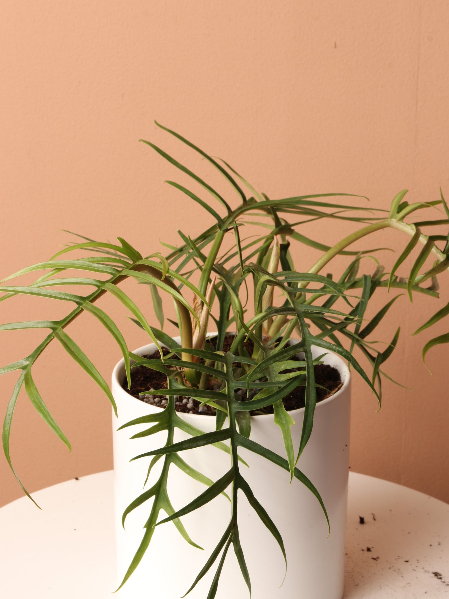 Medium Philodendron &