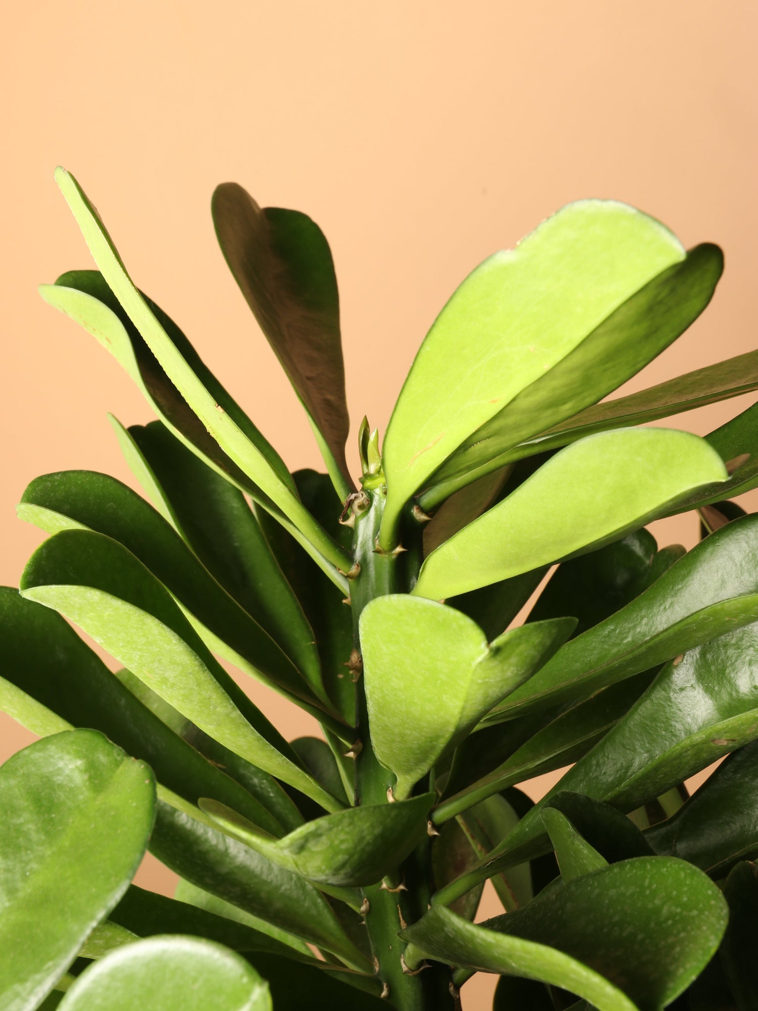 Full Size Euphorbia Drupifera