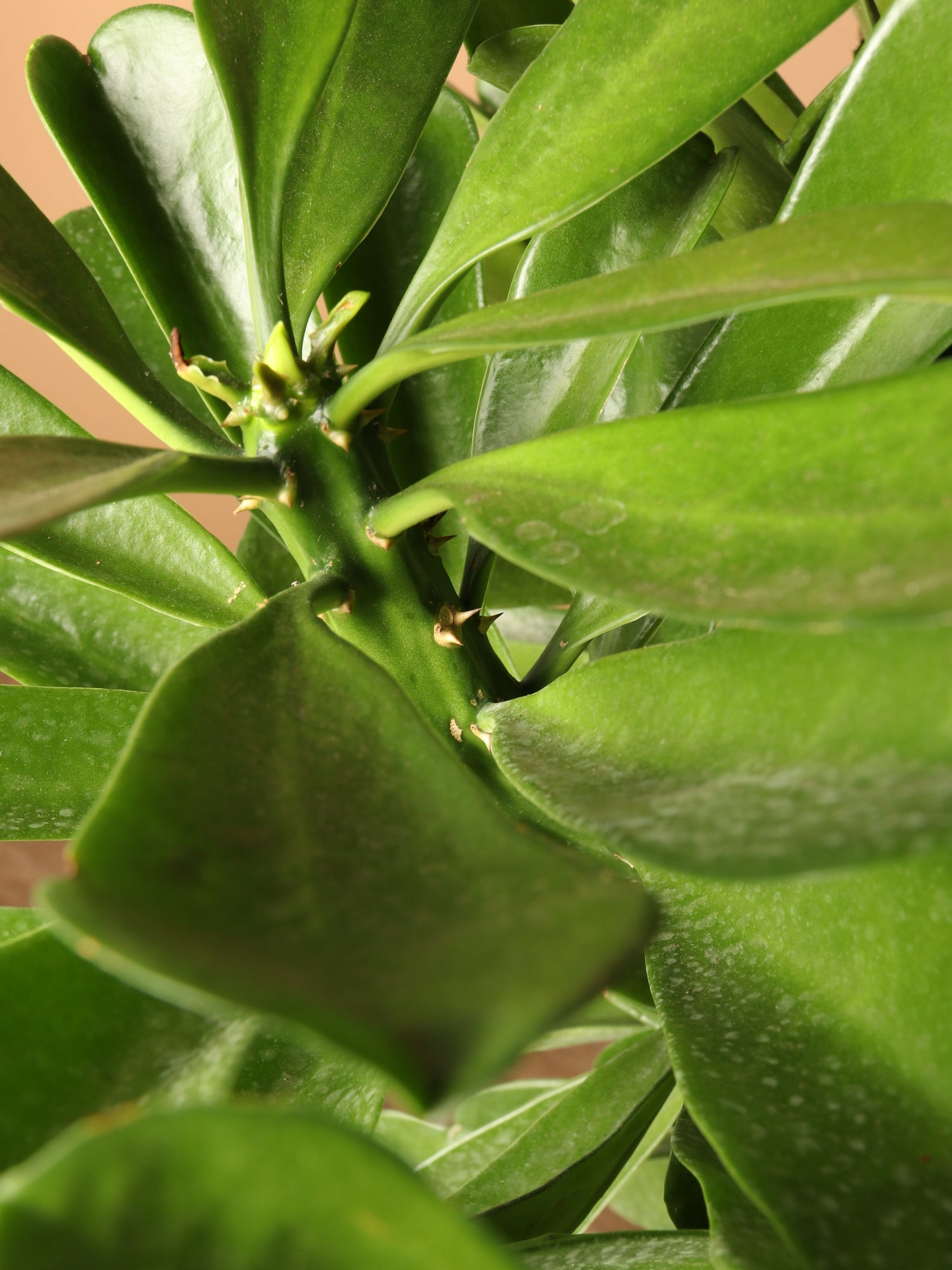 Full Size Euphorbia Drupifera