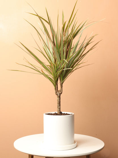 Small Dracaena Marginata Stump