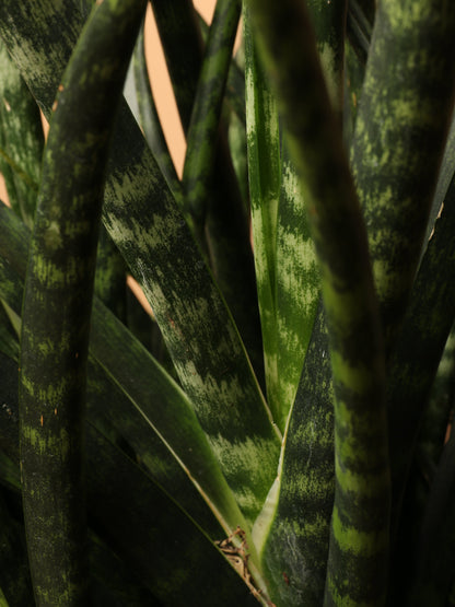 Large Sansevieria Fernwood