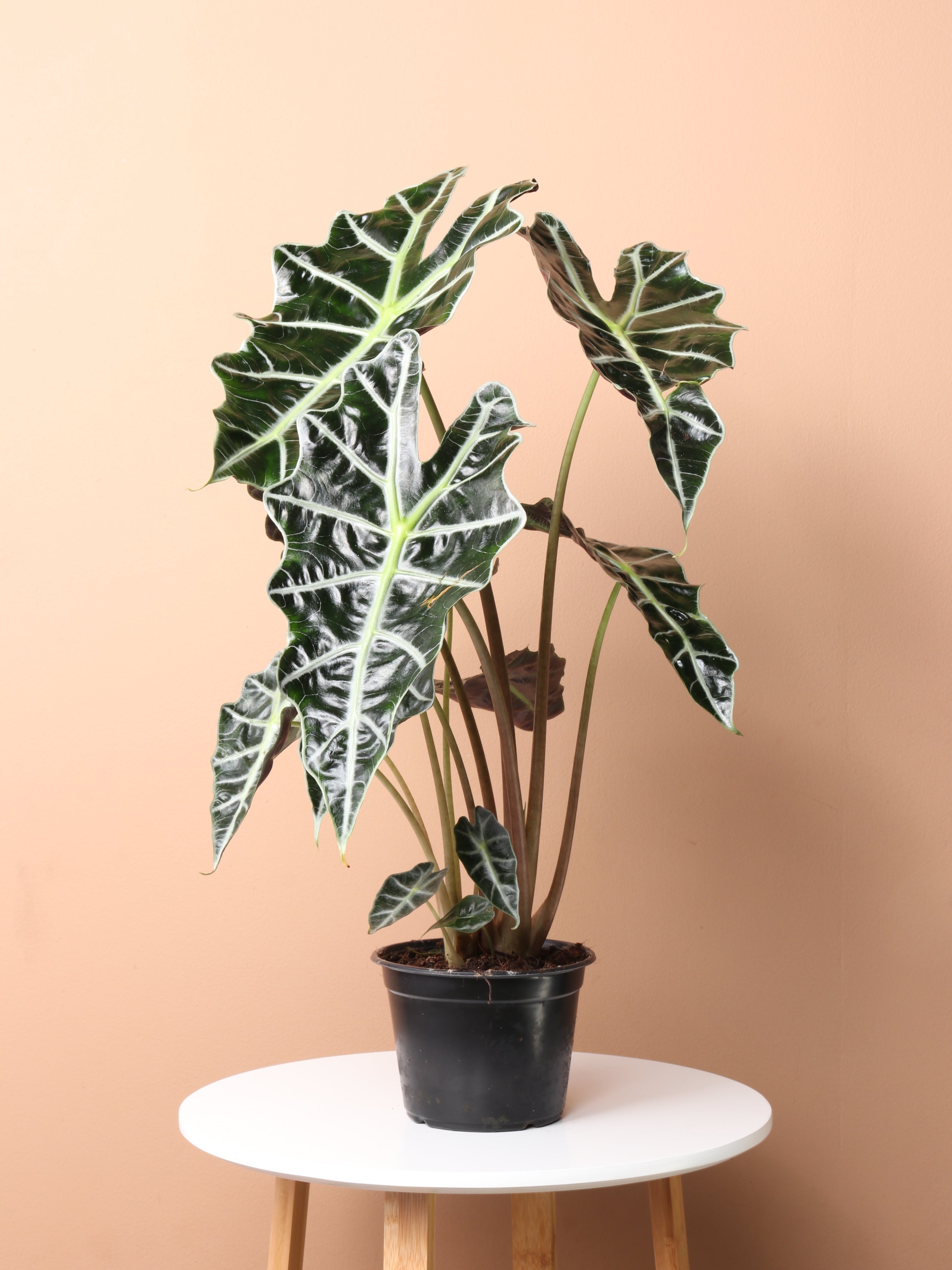 Medium Alocasia Polly