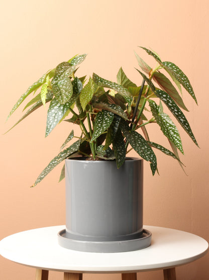 Medium Begonia &