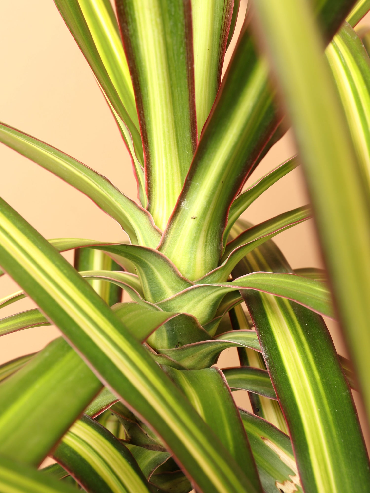 Large Marginata &