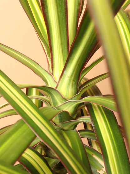 Large Marginata &