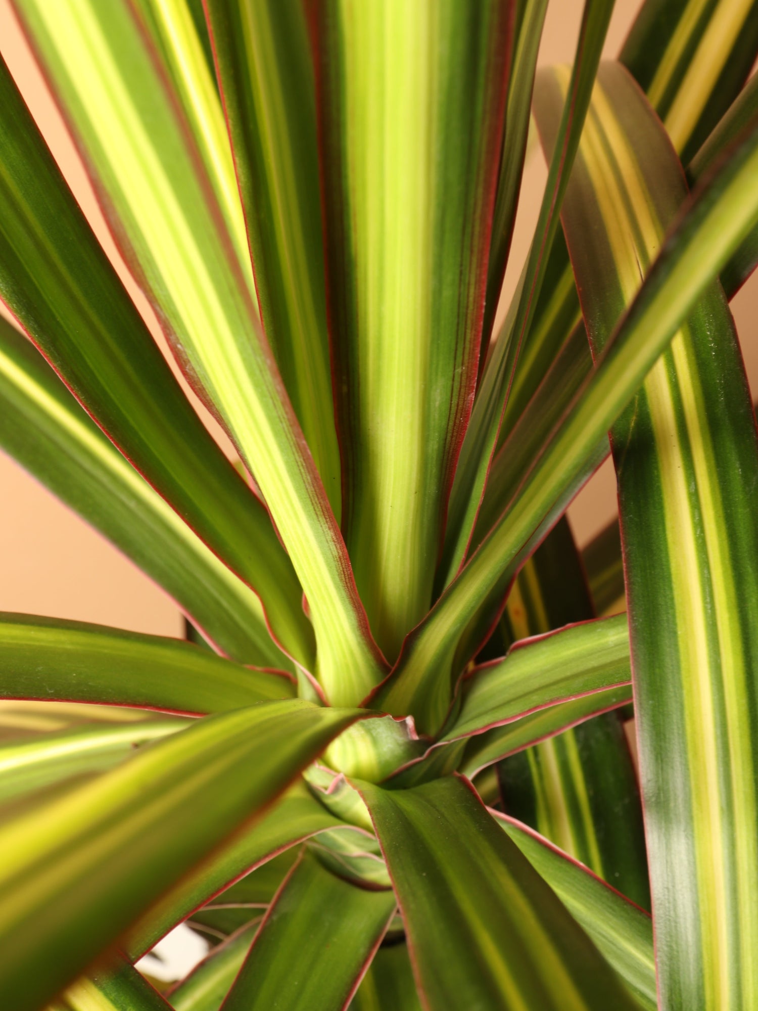 Large Marginata &