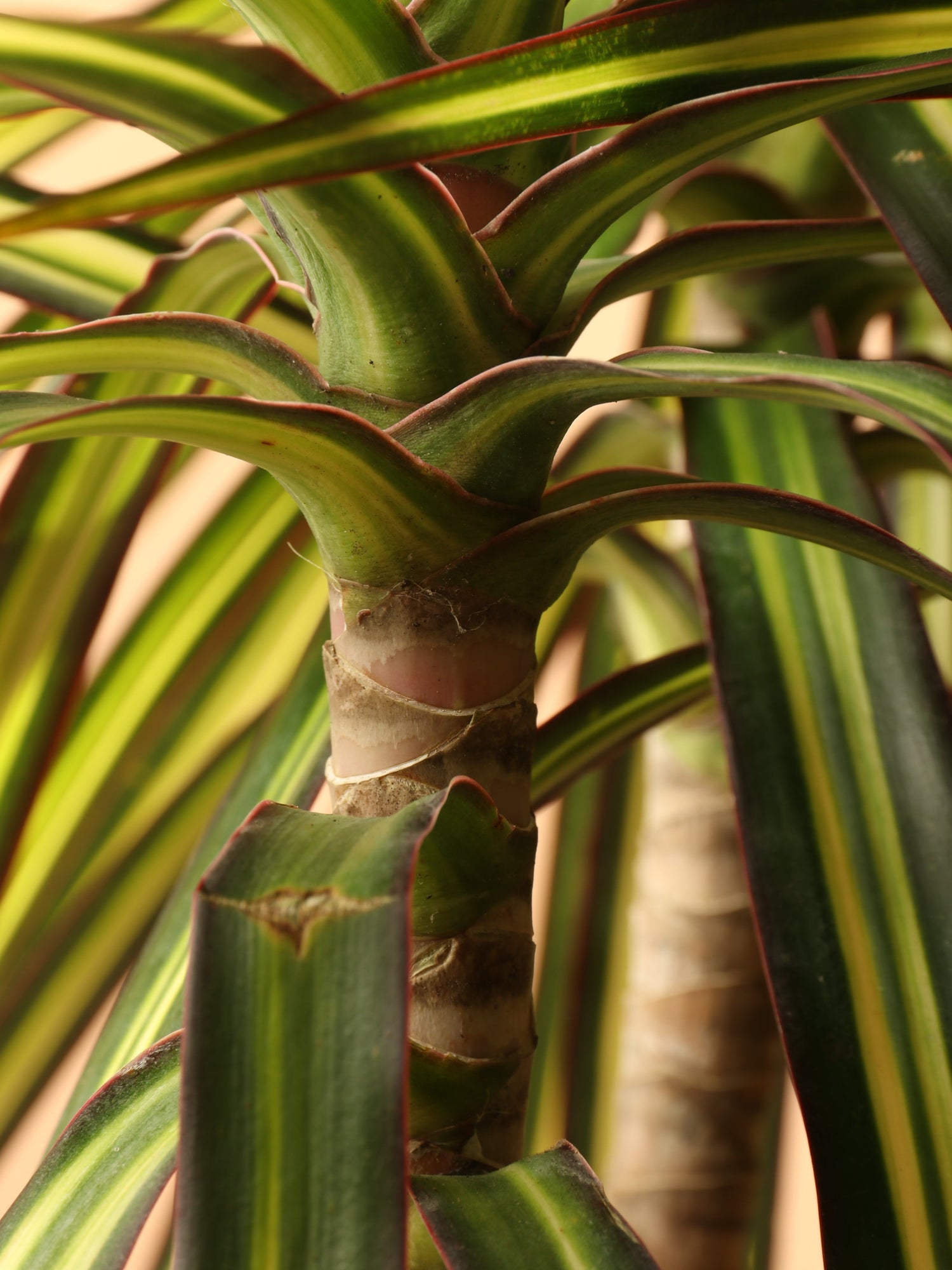 Large Marginata &