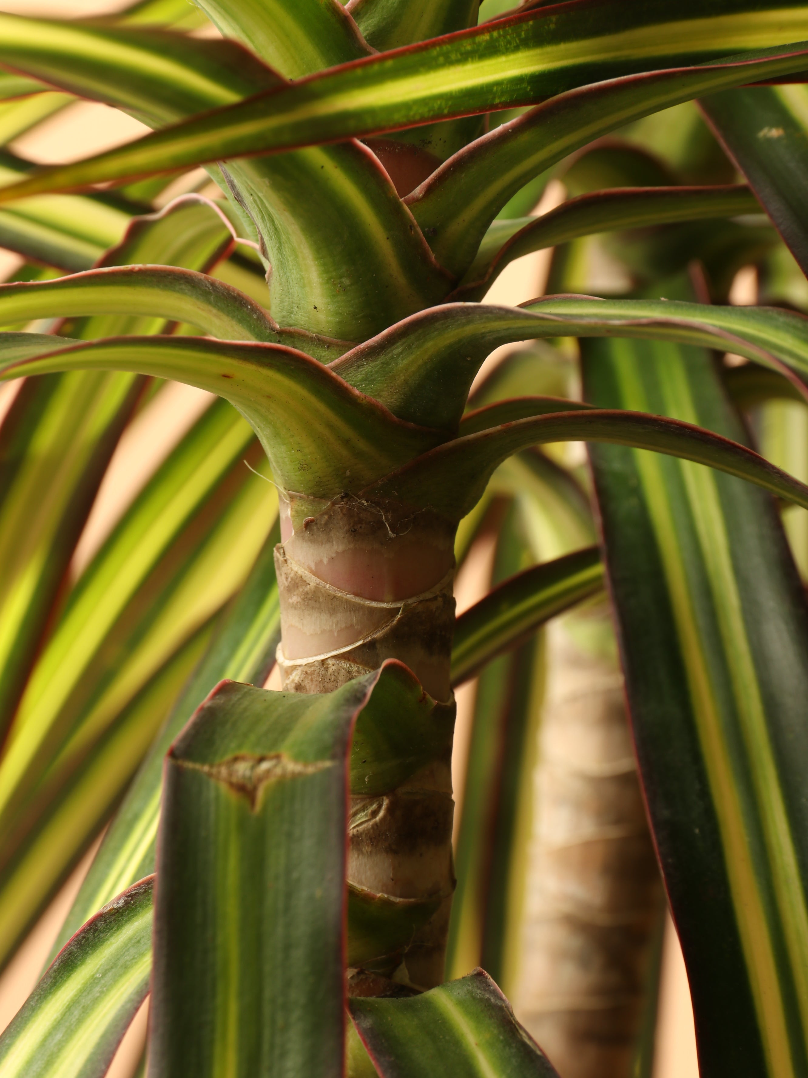 Large Marginata &