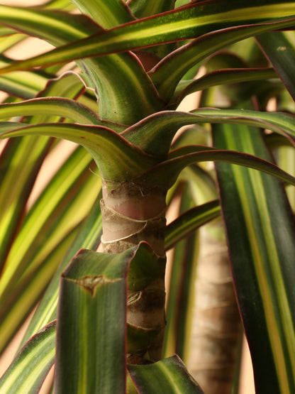 Large Marginata &