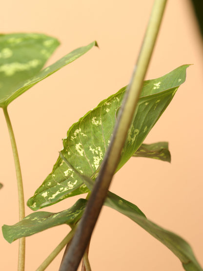 Medium Alocasia &