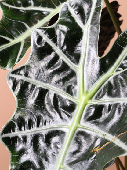 Medium Alocasia Polly