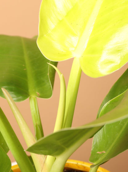Small Philodendron &