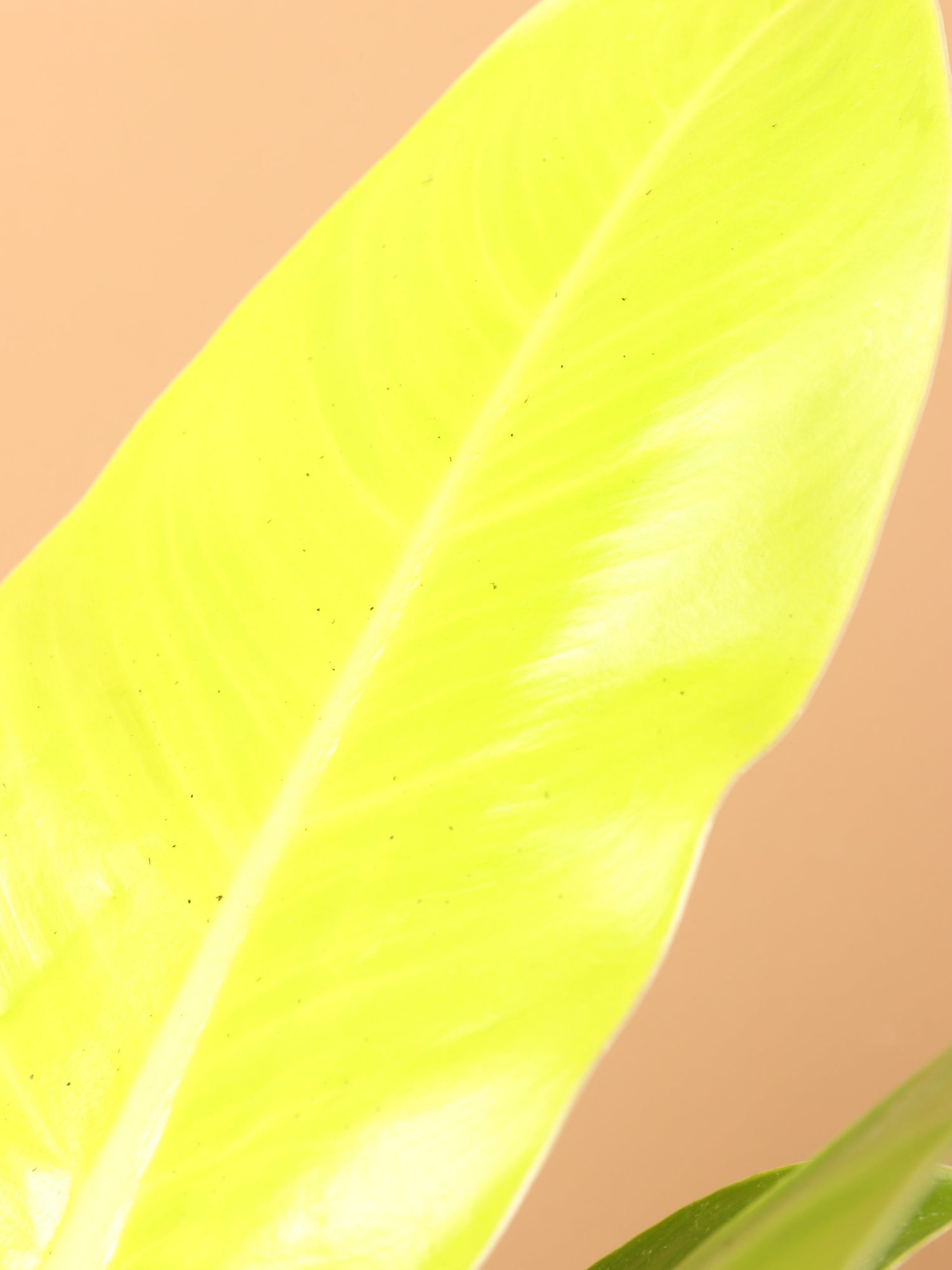 Small Philodendron &