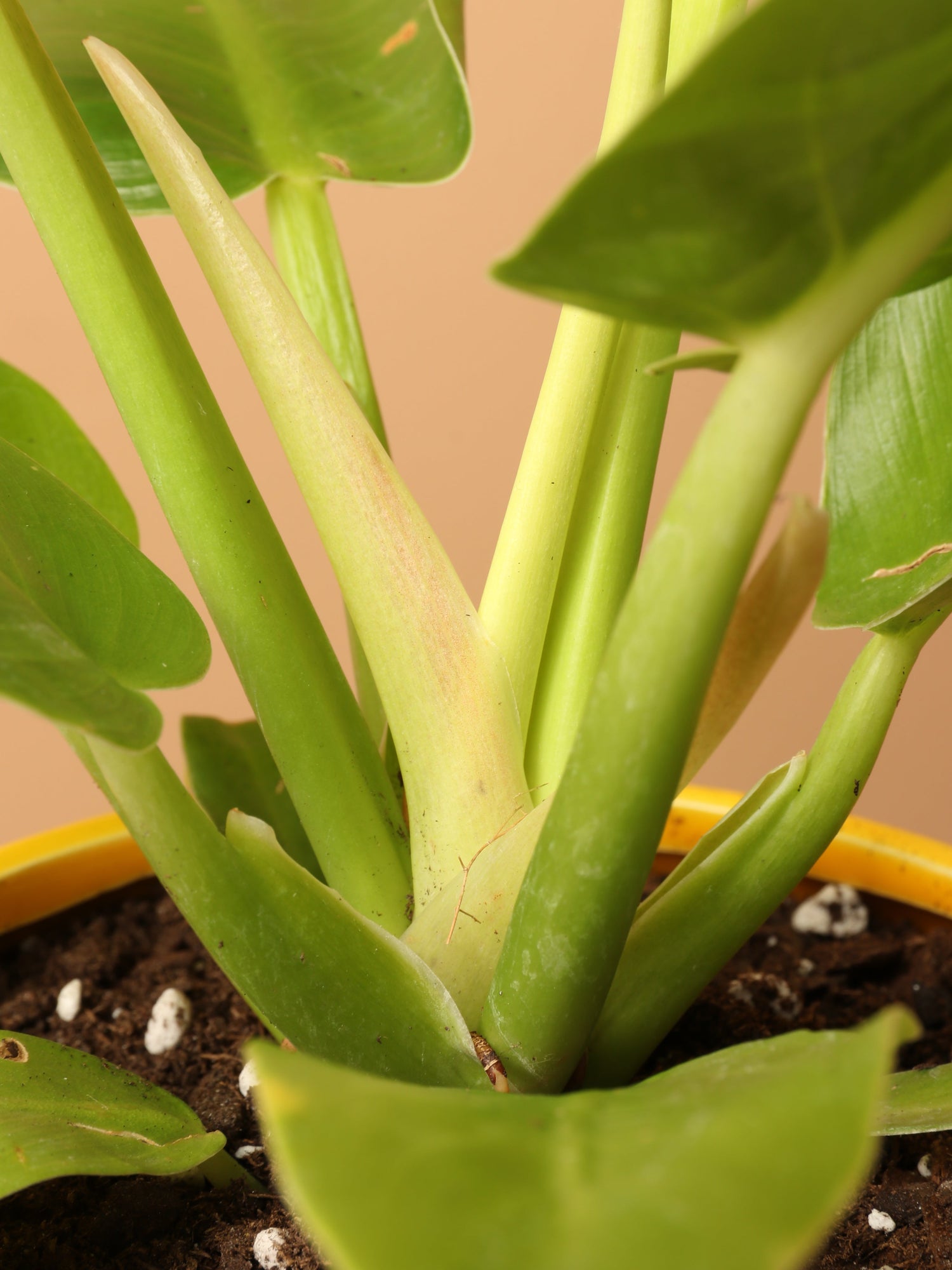 Small Philodendron &