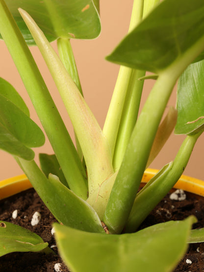 Small Philodendron &