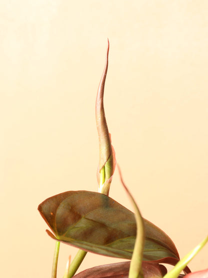 Large Philodendron Mican Pole