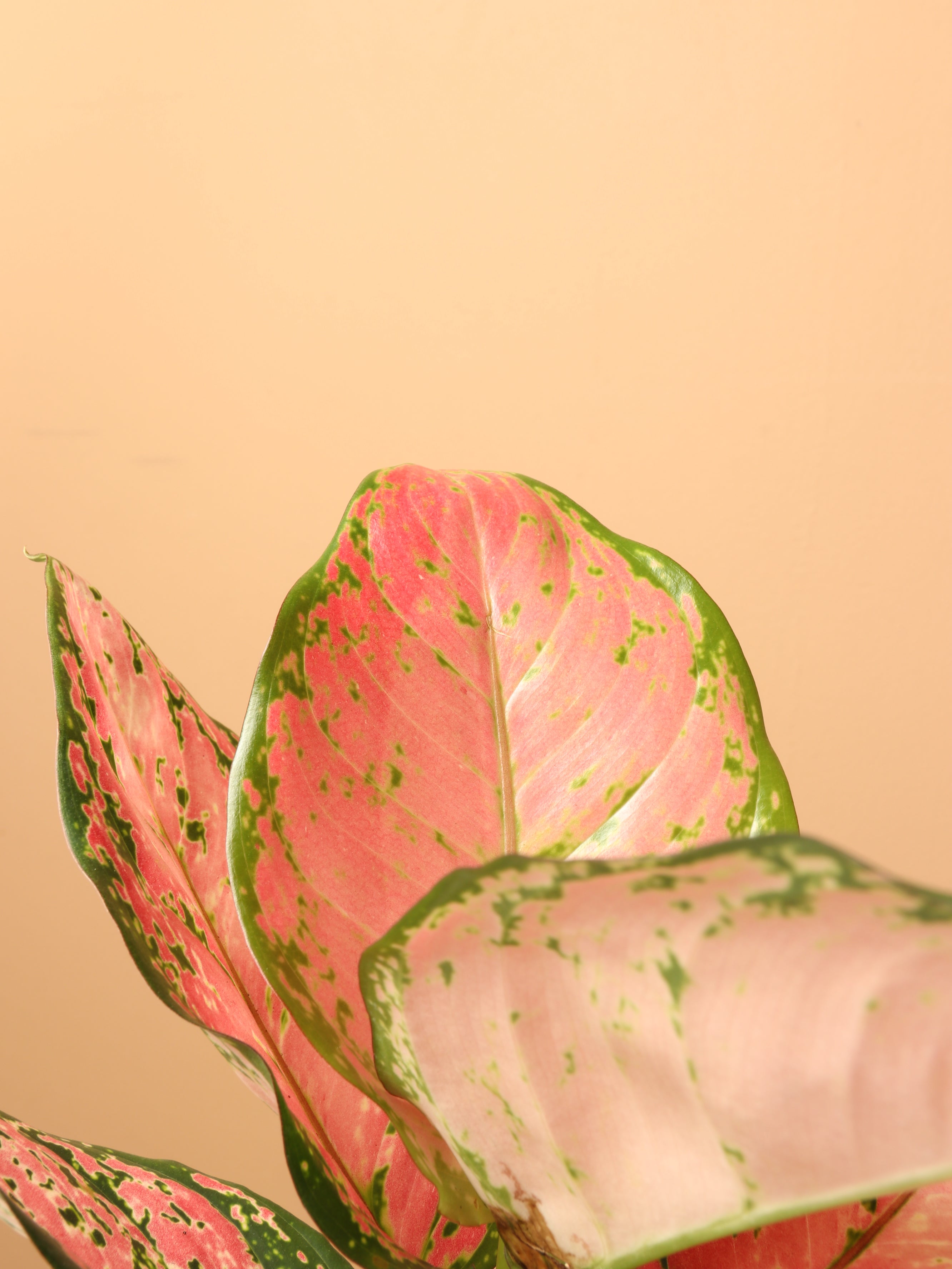 Small Chinese Evergreen &
