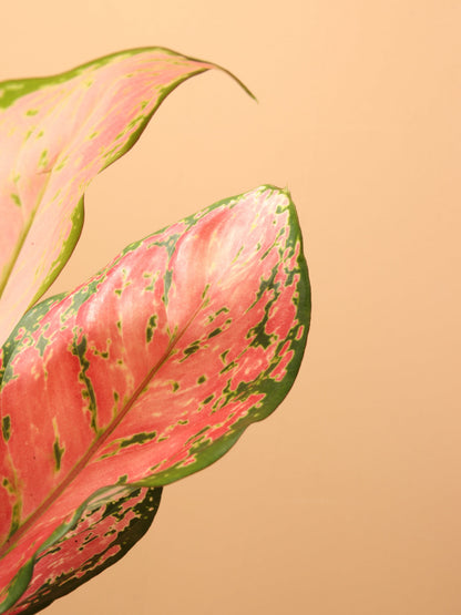 Small Chinese Evergreen &