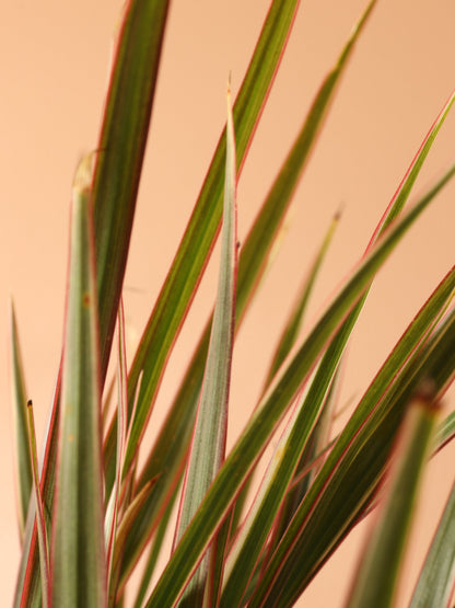 Small Dracaena Marginata Stump