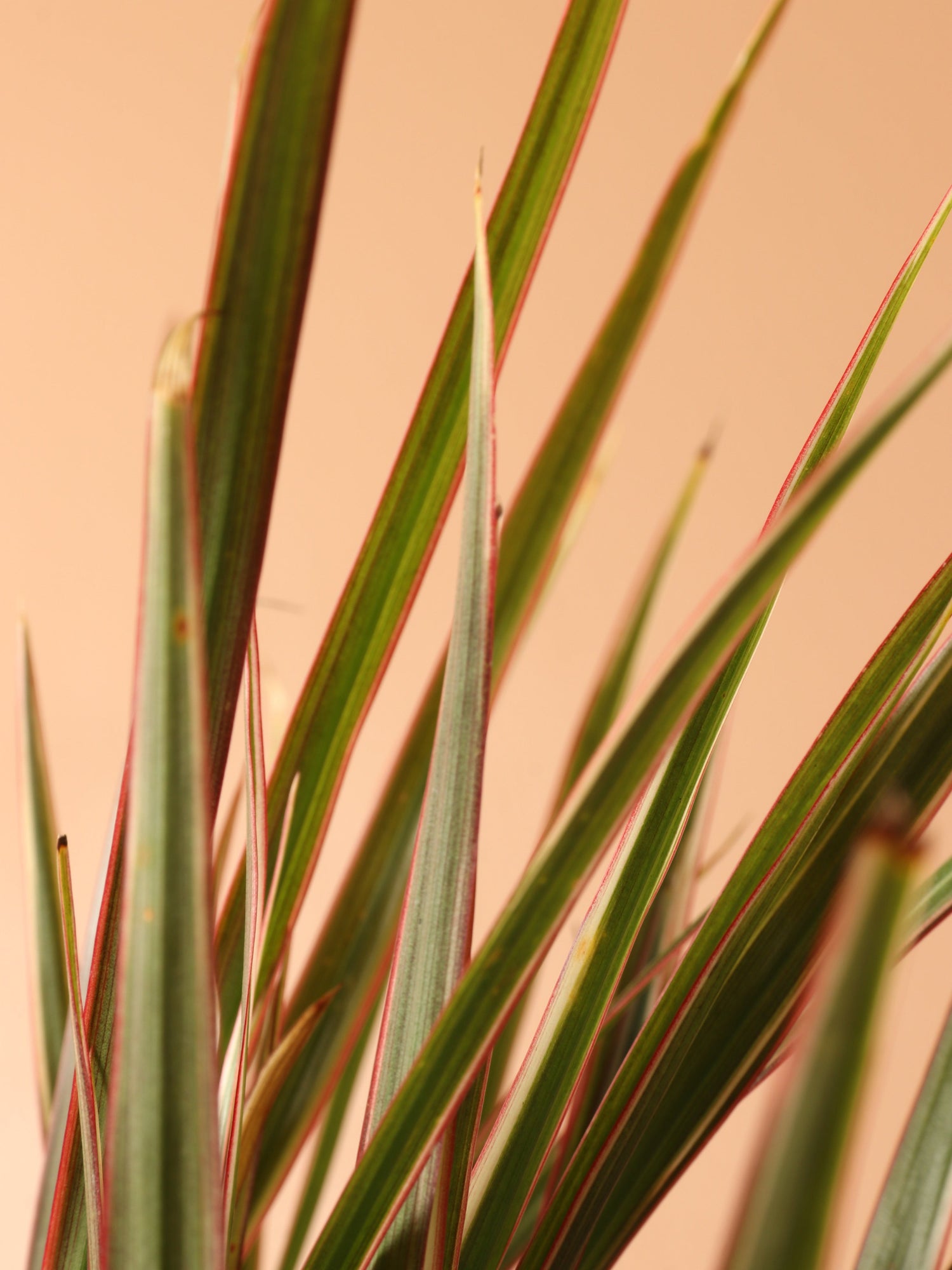 Small Dracaena Marginata Stump