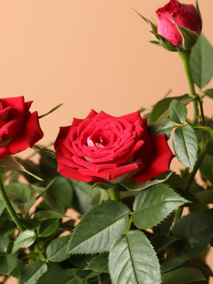 Small Mini Rose (Red)