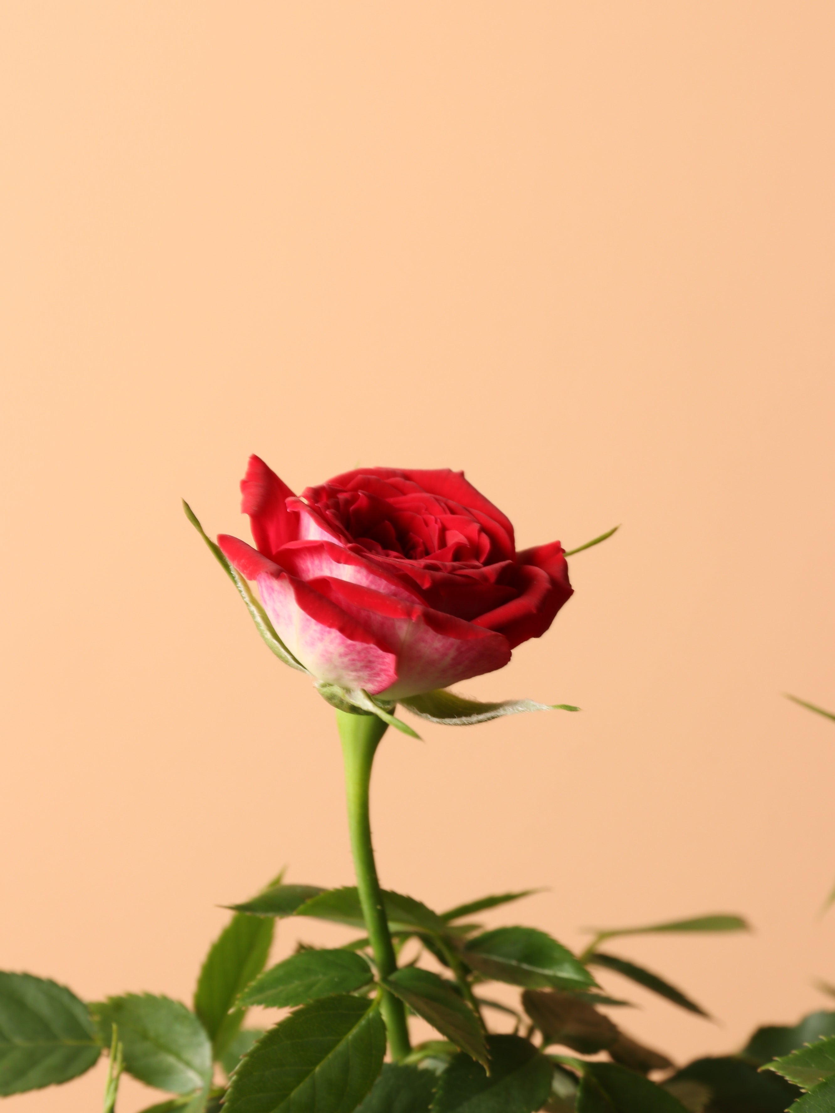Small Mini Rose (Red)