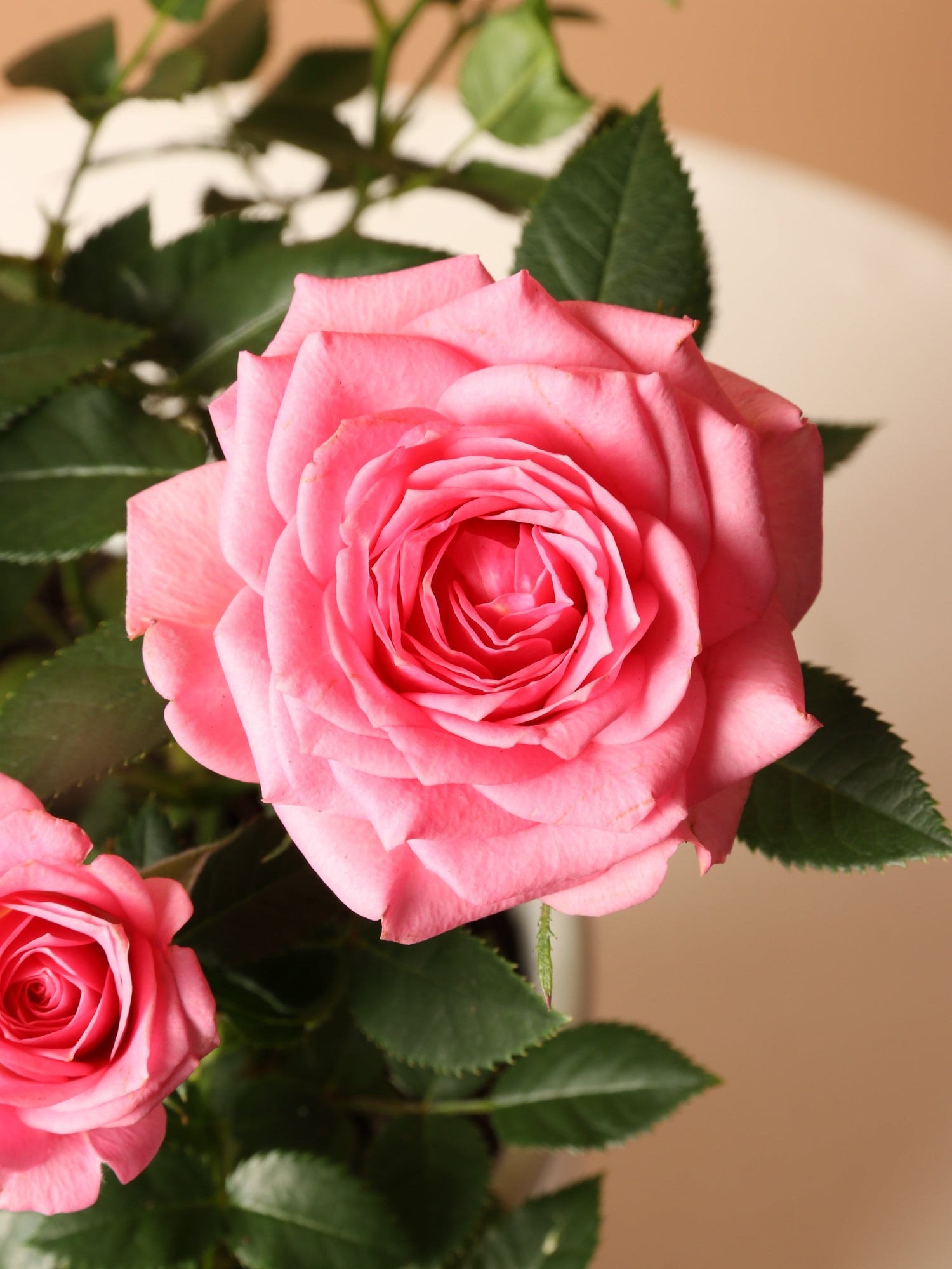 Small Mini Rose (Pink)