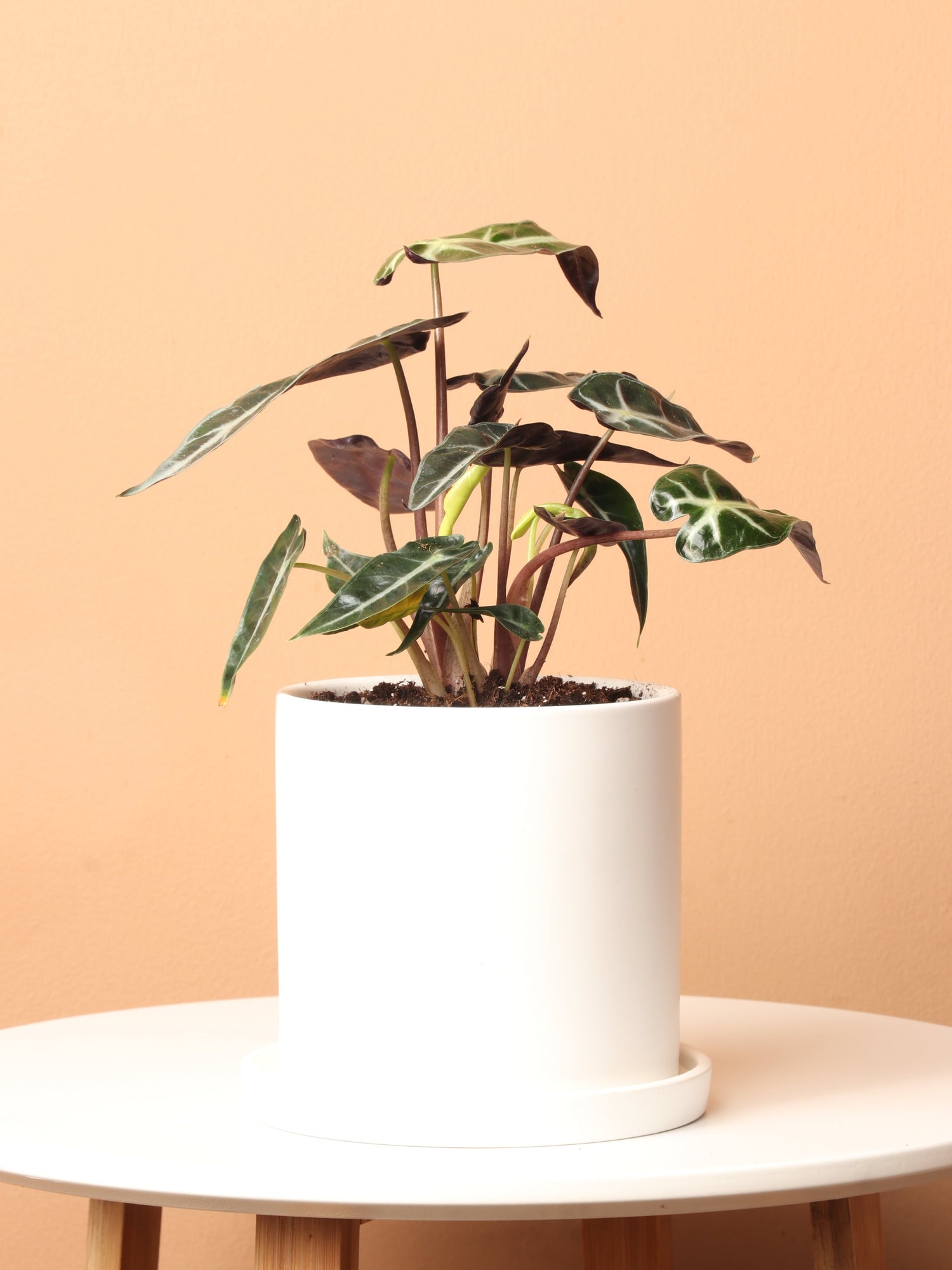 Small Alocasia &