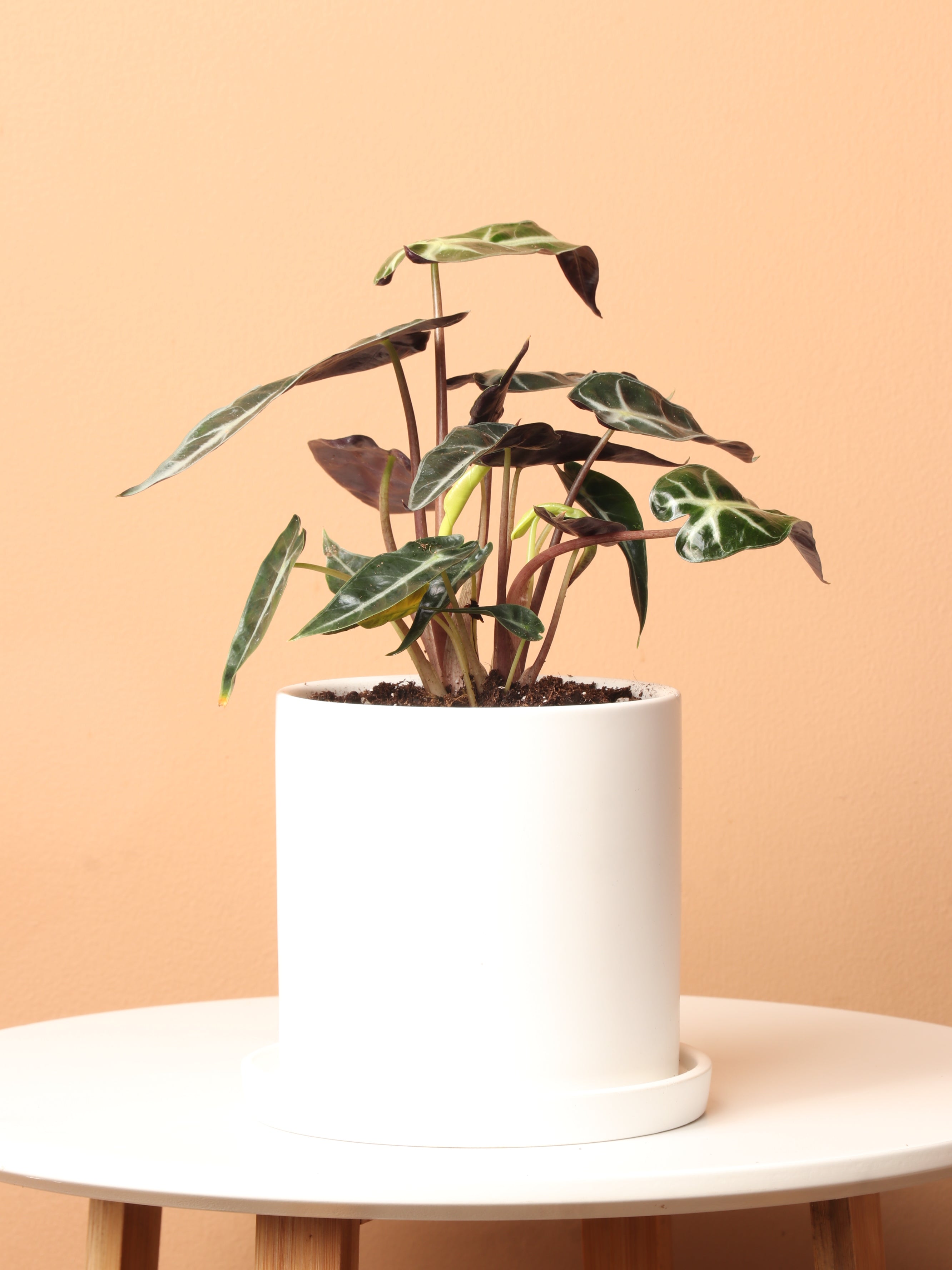Small Alocasia &